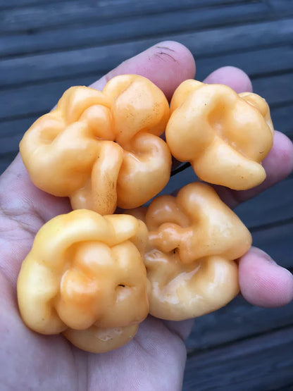 Scotch Bonnet - Pink -  Pepper Plant Start - 4.33" Pot