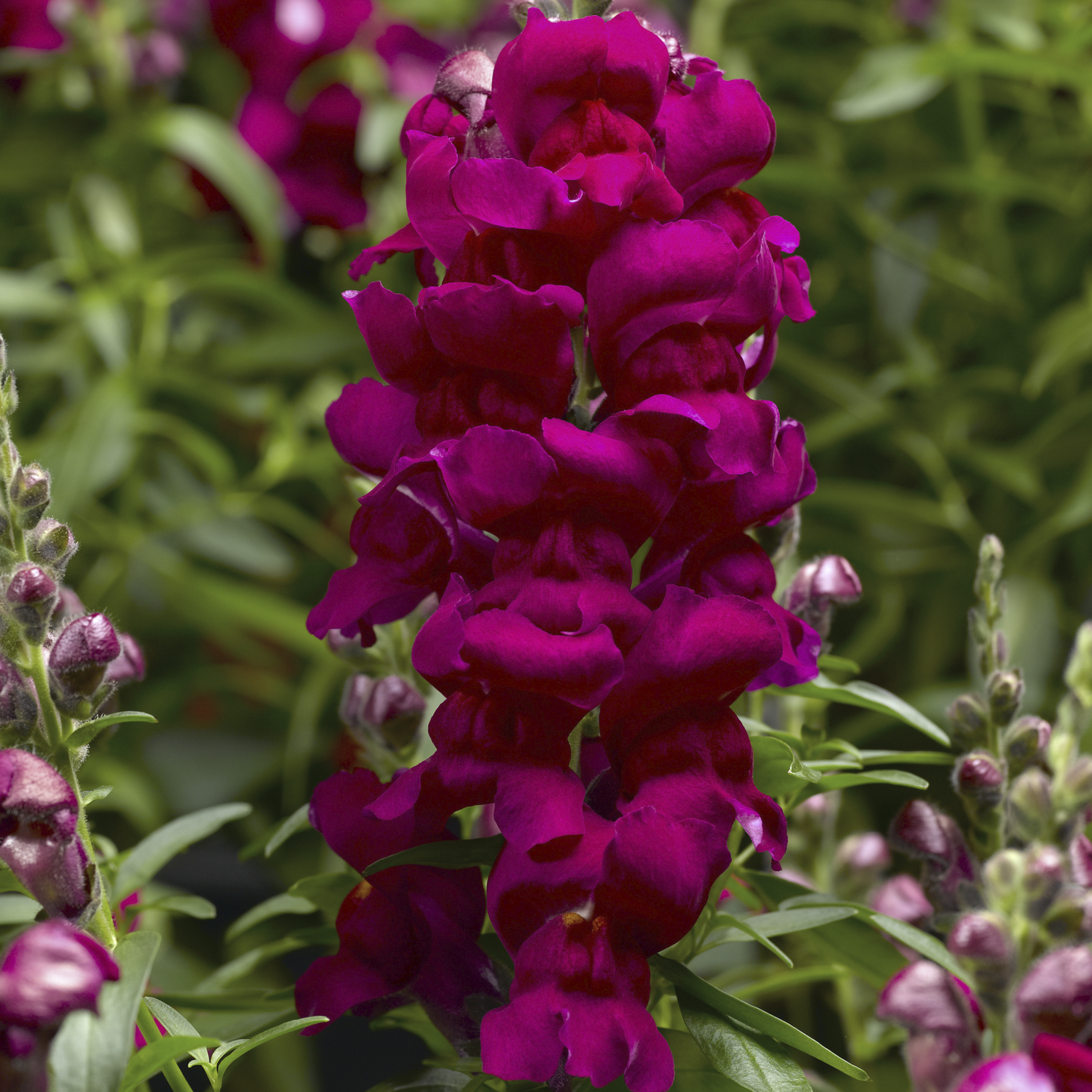 Snapdragon - Snaptastic