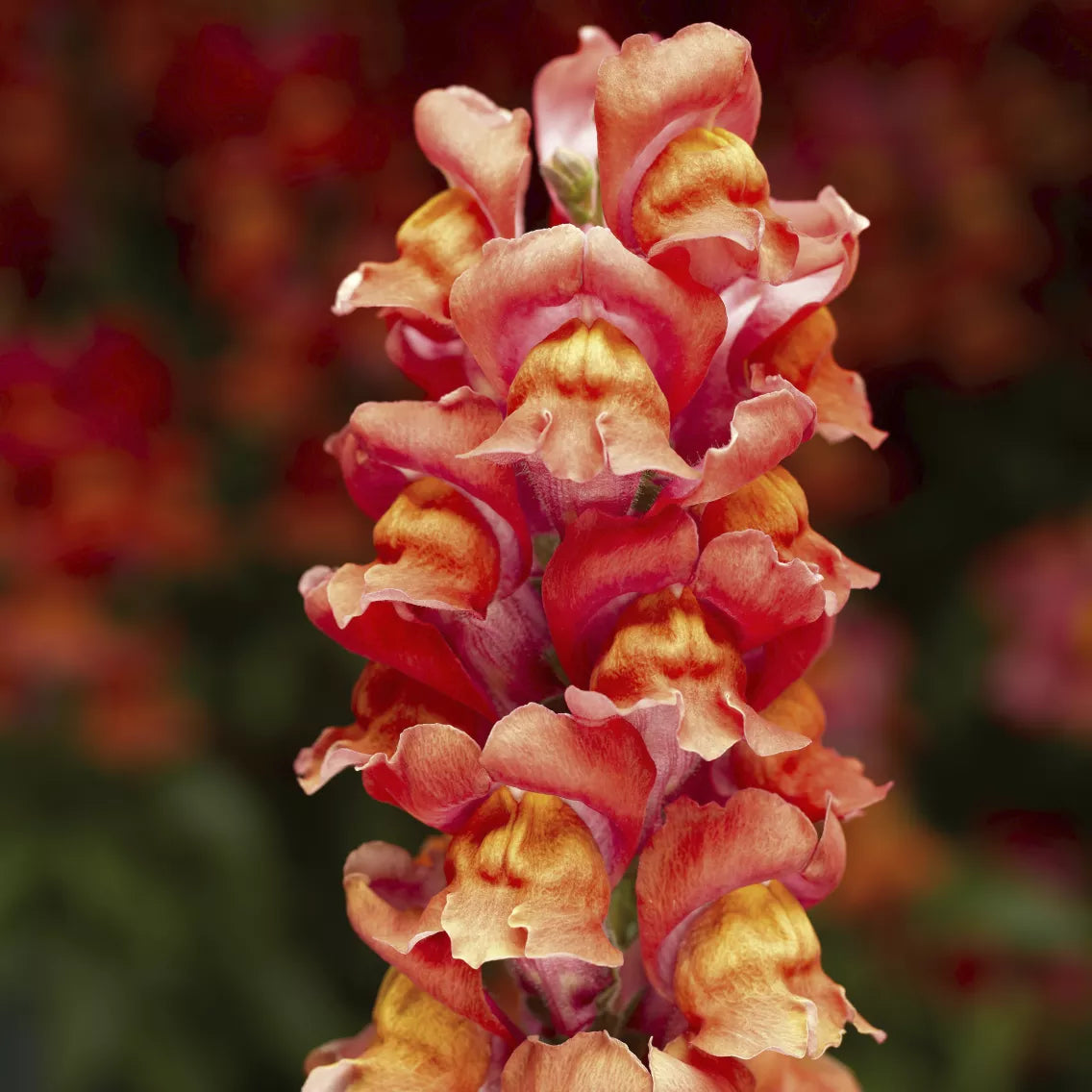 Snapdragon - Snaptastic