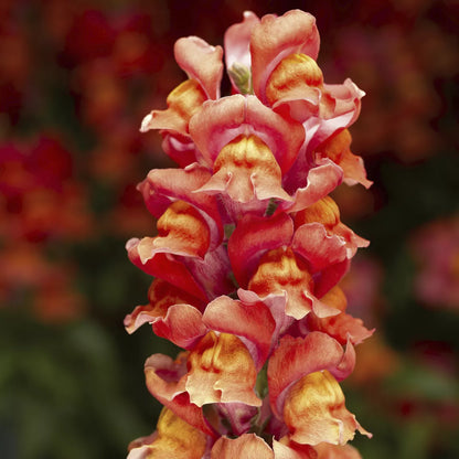 Snapdragon - Snaptastic