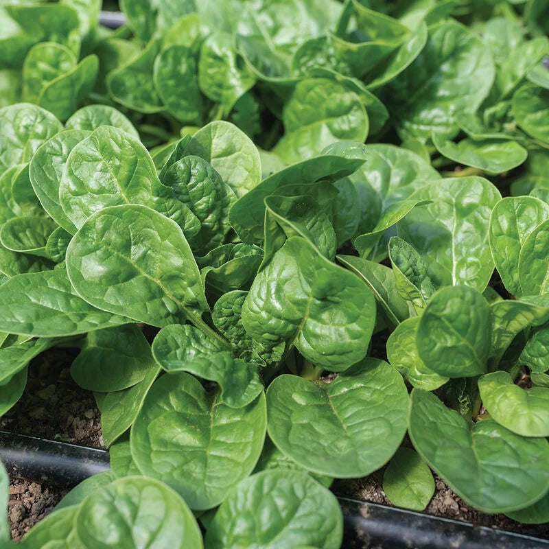 Spinach Seed Pack - Clearance