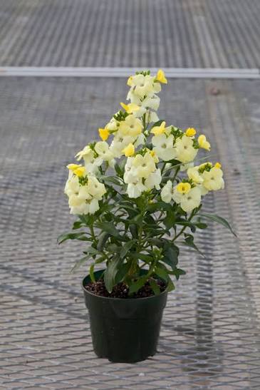 Sugar Rush Primrose - Erysimum Cheiri