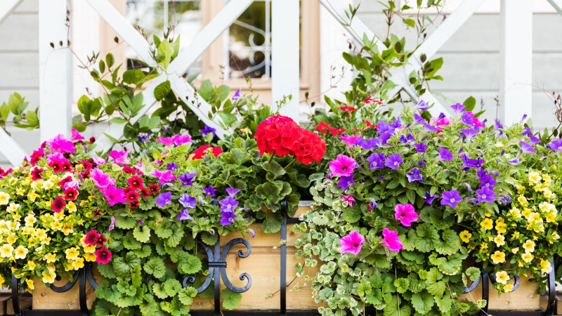 Colorful flower baskets in front of a white wooden gate