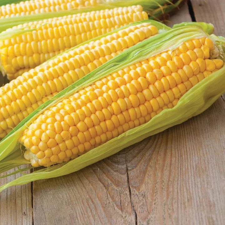 Sweet Corn Seed Pack - Clearance
