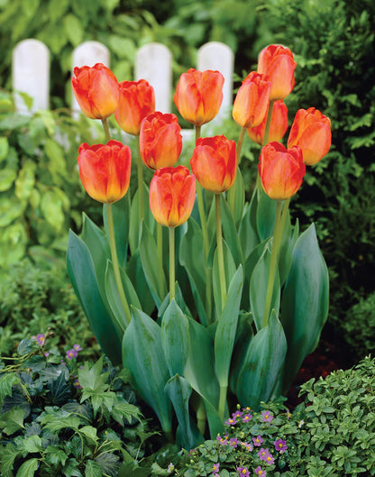Tulip - Various Colors