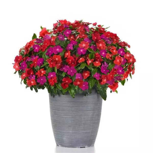 Vinca - Mounding - XP Pacifica