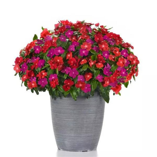 Vinca - Mounding - XP Pacifica