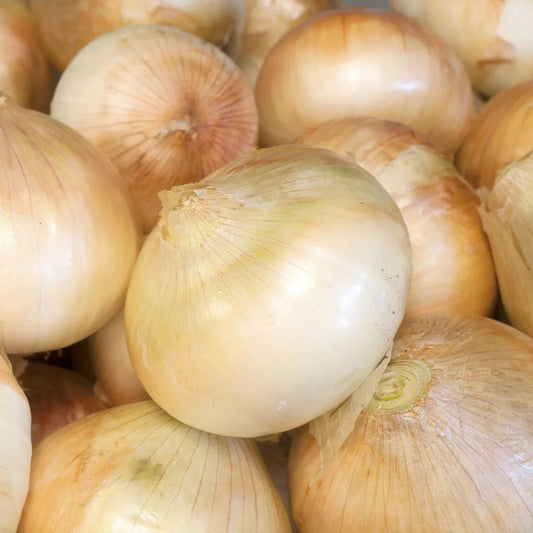 Walla Walla Onion - 6 cell pack