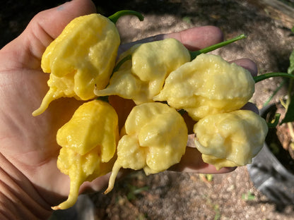 White Ghost Scorpion (mixed) Pepper Plant Start - 4.33" Pot