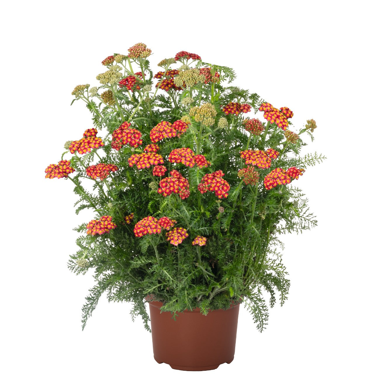 Achillea - Skysail Fire