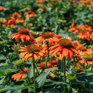 Coneflower