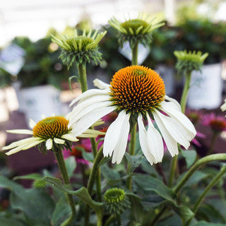 Coneflower
