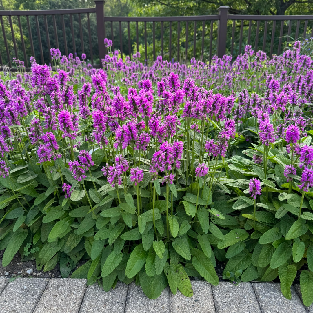 Alpine Betony