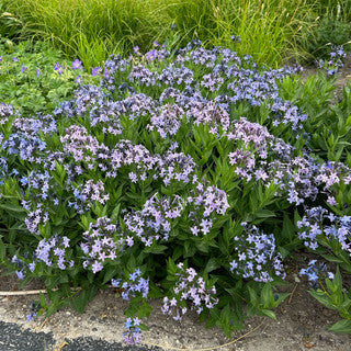 Amsonia Blue Ice