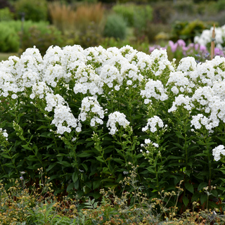 Tall Garden Phlox