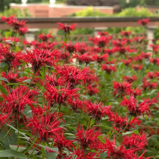Beebalm