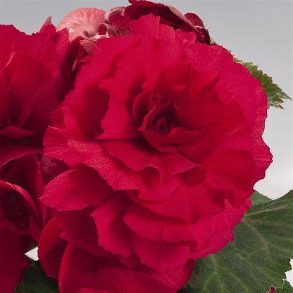 Begonia - Non Stop Series