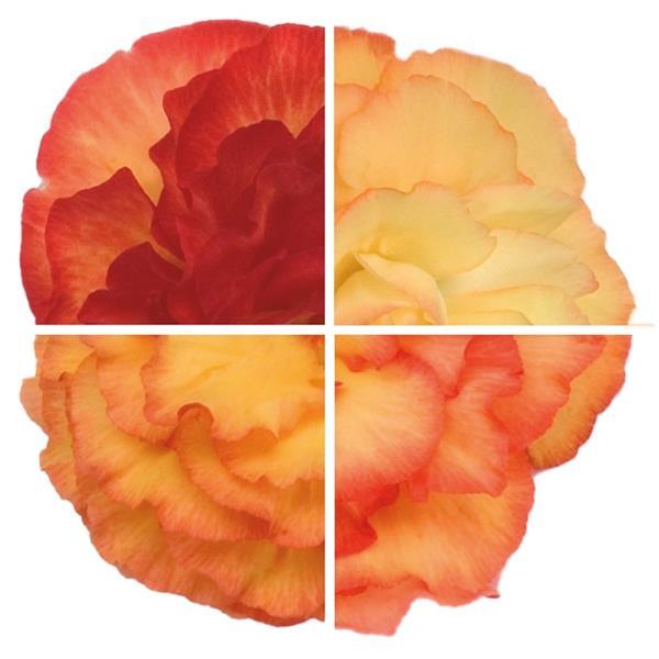 Begonia - Non Stop Series