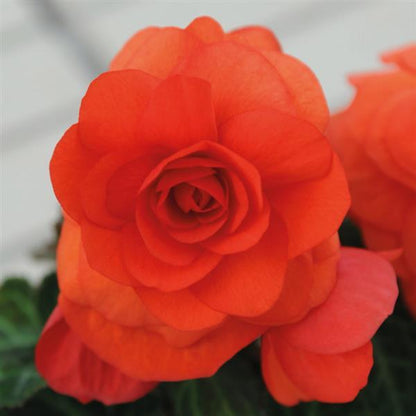 Begonia - Non Stop Series
