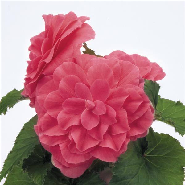 Begonia - Non Stop Series