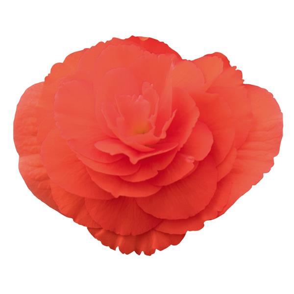 Begonia - Non Stop Series