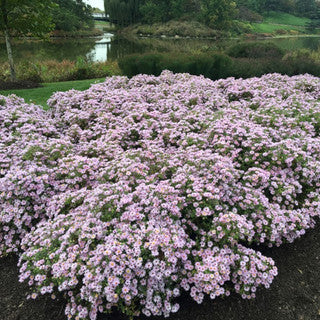 Aster