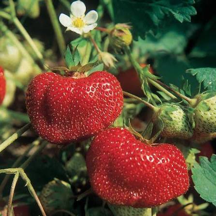 Strawberry - Cabot - June Bearing - 4.33 Pot