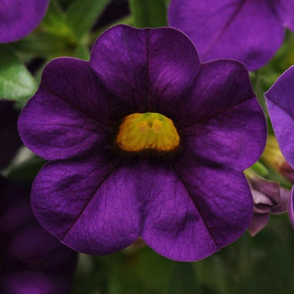 Calibrochoa Cabaret