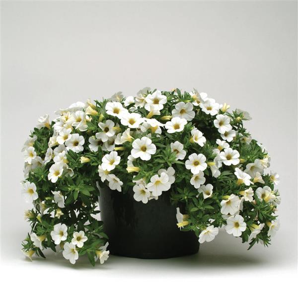 Calibrochoa Cabaret