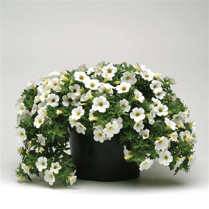 Calibrochoa Cabaret