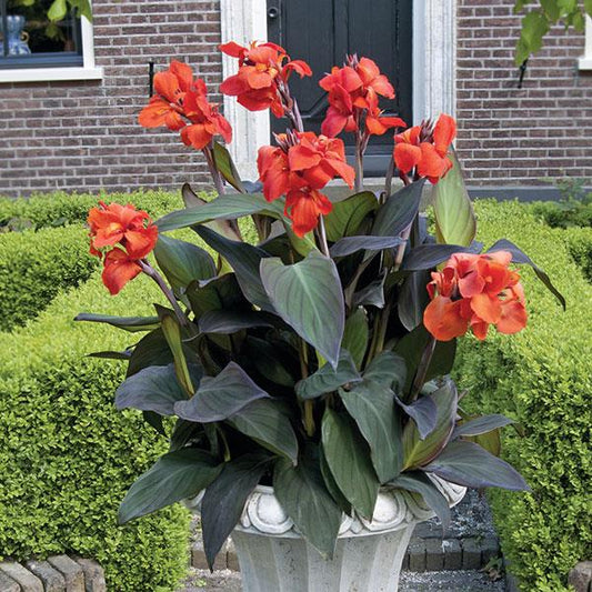 Canna Canova