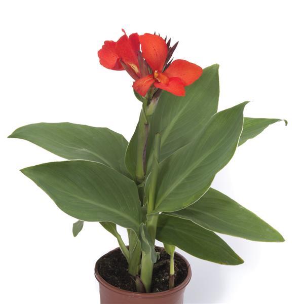 Canna Canova