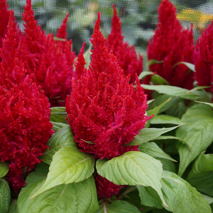 Celosia