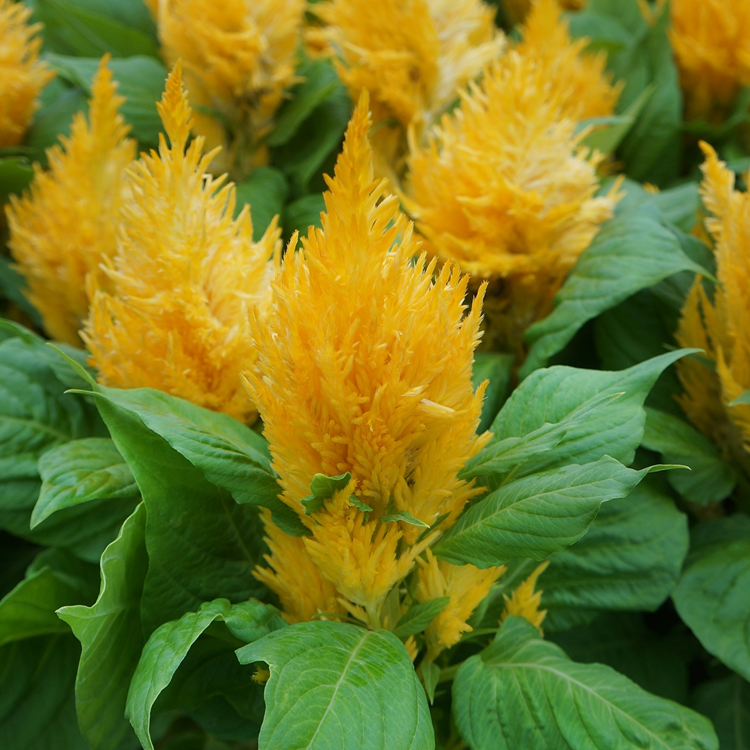 Celosia