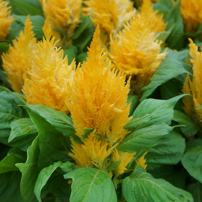 Celosia