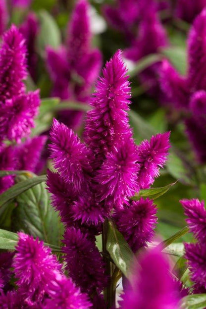 Celosia