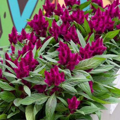 Celosia