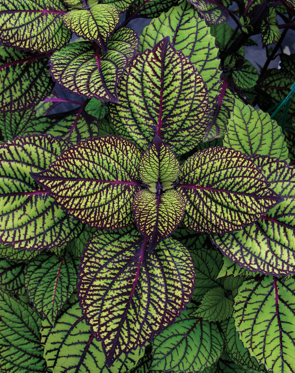 Coleus -Downtown Collection