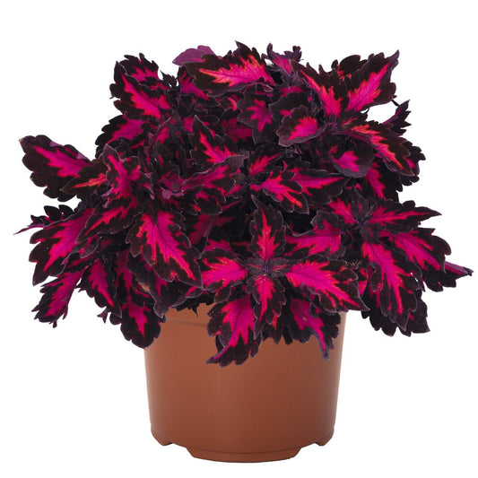 Coleus -Downtown Collection