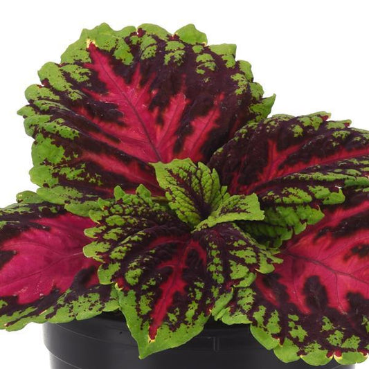 Coleus - Kong Jr - Premium Shade Collection
