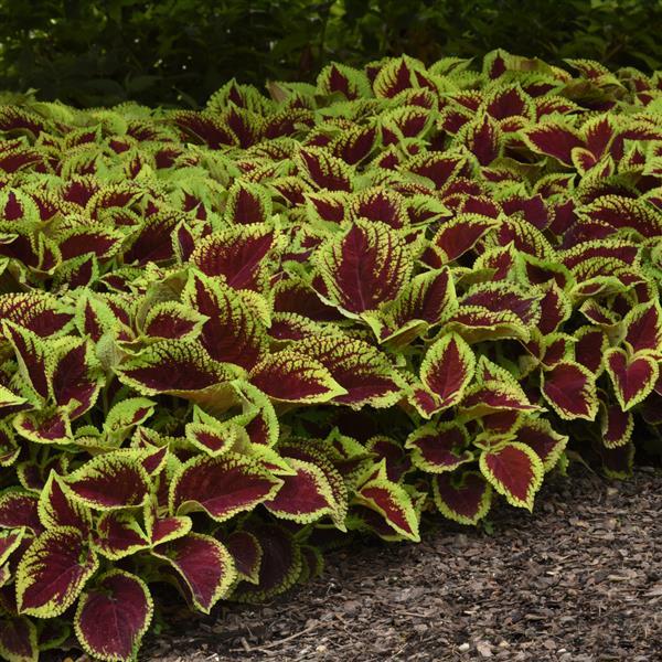Coleus - Kong Jr - Premium Shade Collection