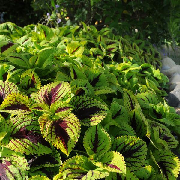 Coleus - Kong Jr - Premium Shade Collection