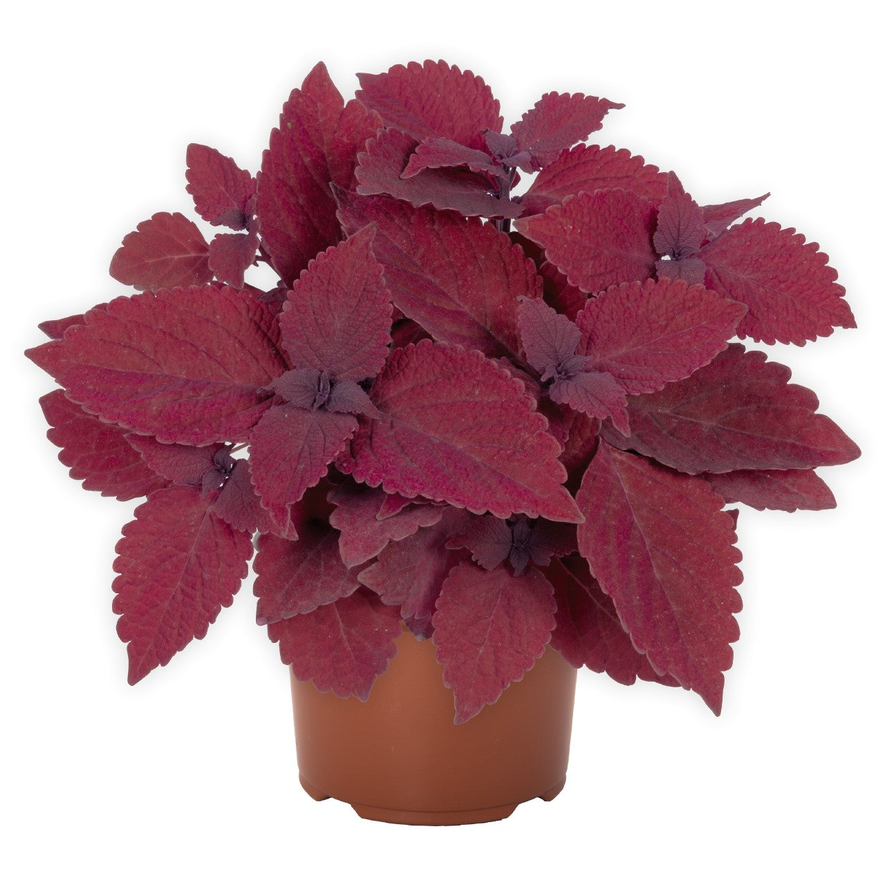 Coleus - Main Street Collection