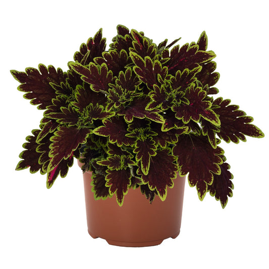 Coleus - Main Street Collection