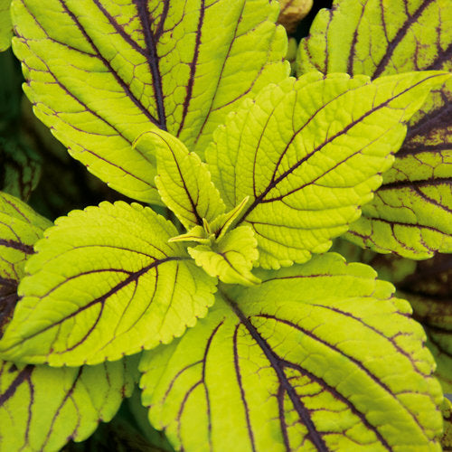 Coleus - Stained Glassware Collection