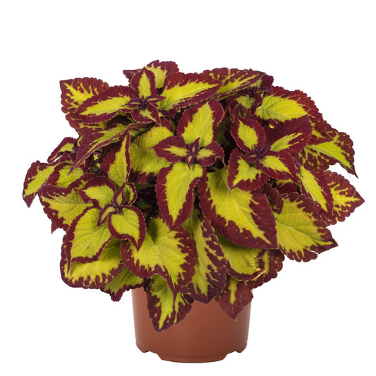 Coleus - Stained Glassware Collection