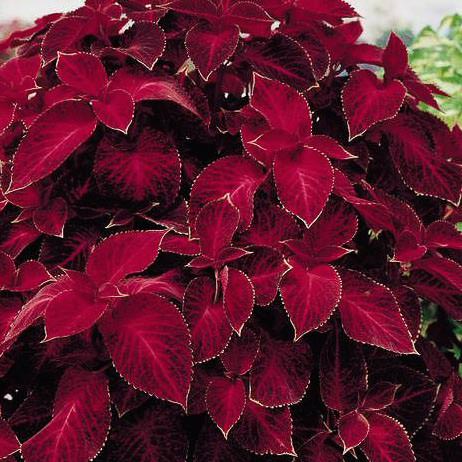 Coleus - Wizard Collection