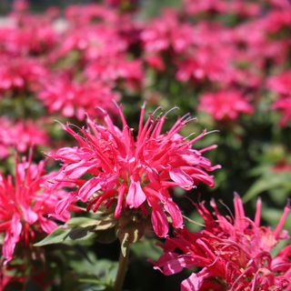 Beebalm