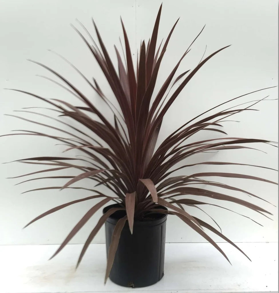 Red Star - Cordyline Spike