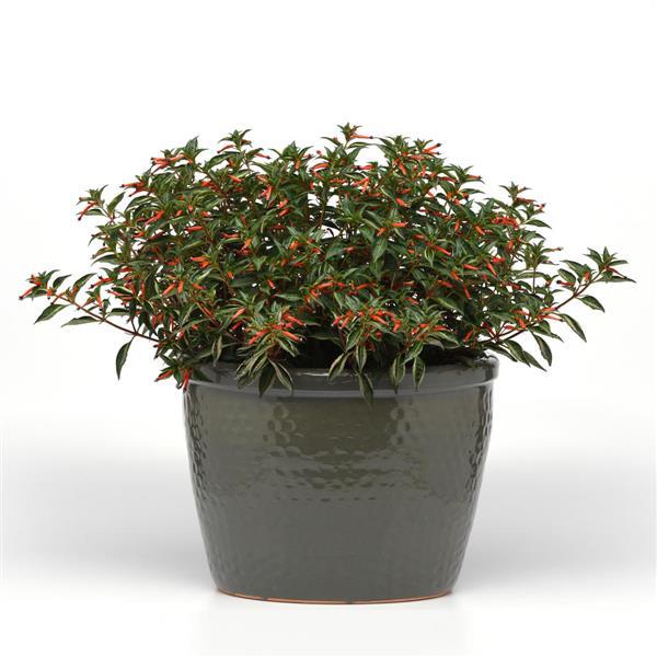 Cuphea (Cigar Plant) Collection